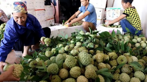 Lạng Sơn chọn na là cây trồng chủ lực phát triển kinh tế