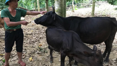 Hiệu quả của Quỹ hội nông dân Đà Bắc