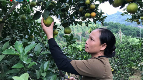 Phát triển cây có múi để xóa đói giảm nghèo ở Cao Phong