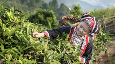 Nhiều thanh niên dân tộc thiểu số khởi nghiệp thành công