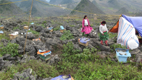 Mật ong bạc hà, quà của miền núi đá Hà Giang