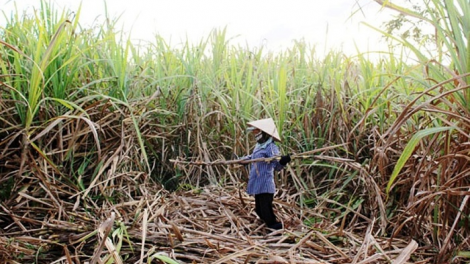 Đi tìm đầu ra cho cây mía ở Tây Nguyên
