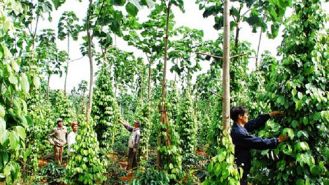 Gương sáng trong lao động sản xuất