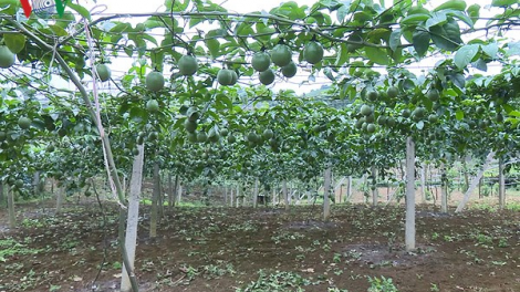 Sơn La tích cực đẩy mạnh xuất khẩu nông sản