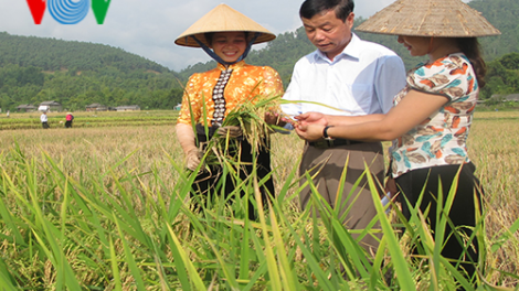 Chọn cây trồng để xóa đói giảm nghèo ở vùng dân tộc thiểu số