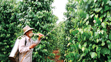 Tín dụng đen ở Tây Nguyên: Giăng lưới bủa vây hộ nghèo (Bài 2)