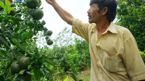 Thoát nghèo nhờ trồng cây ăn quả