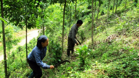 Cam kết "3 không" với rừng