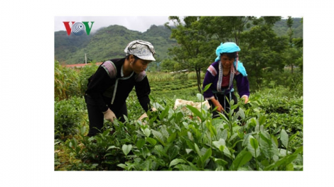 Lai Châu phát triển nhiều vùng sản xuất  hàng hóa tập trung chất lượng cao