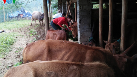 Người Mông làm giàu trên đỉnh Phia Đeng