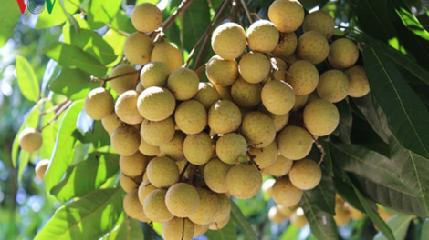 Sơn La đẩy mạnh xuất khẩu Nhãn