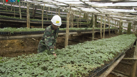 Kon Tum: Hỗ trợ sâm Ngọc Linh giống cho người dân