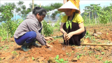 Người phụ nữ Tày khởi nghiệp bằng cây sachi