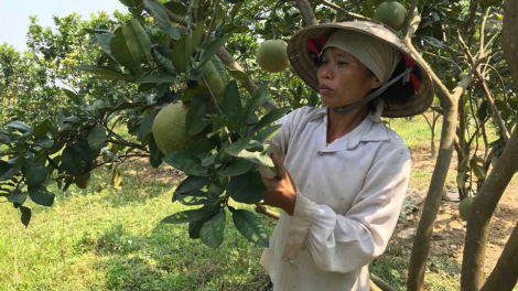 Người phụ nữ Mông vượt khó đi lên