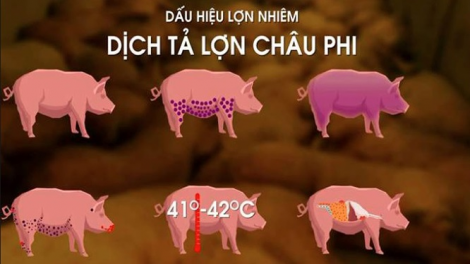 Dịch tả lợn Châu Phi bùng phát