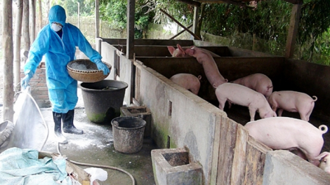 Phòng chống dịch tả lợn Châu Phi bùng phát