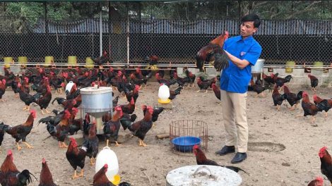Chàng trai Mường nuôi gà bằng nhạc giao hưởng
