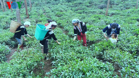 Thực trạng tảo hôn ở Lai Châu: Câu chuyện nhà anh Páo