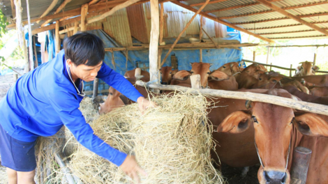 Hậu Giang giảm nghèo bền vững trong vùng đồng bào dân tộc thiểu số