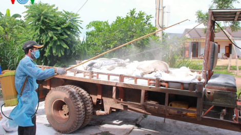 Đắk Lắk: xuất hiện thêm ba ổ dịch tả lợn châu Phi