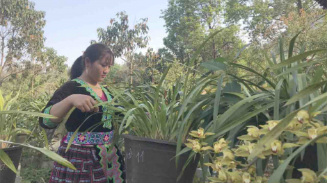 Lai Châu và những giải pháp thúc đẩy khởi nghiệp