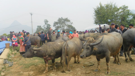 Nhộn nhịp phiên chợ trâu Bắc Hà