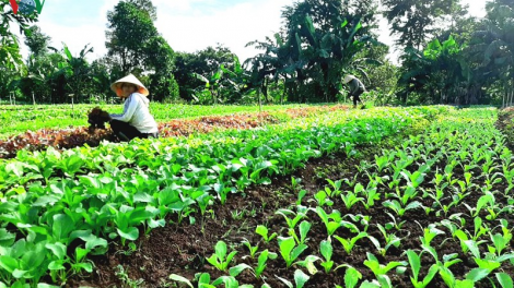 Khởi nghiệp từ nông nghiệp hữu cơ