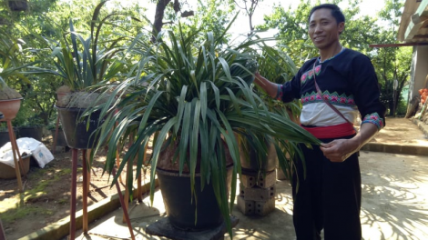 Nhổ bỏ cây hoa thuốc phiện trồng hoa lan - Hành trình thay đổi phận người