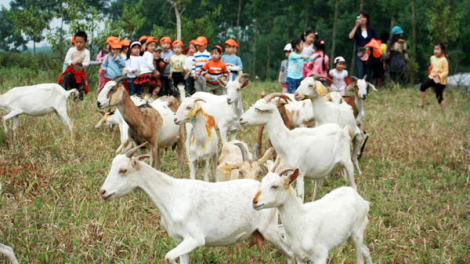 Thăm trang trại đồng quê Ba Vì