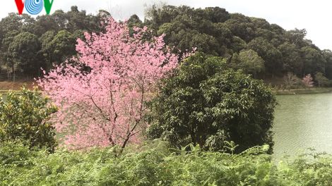 Đẹp ngất ngây hoa anh đào trên cao nguyên Măng Đen