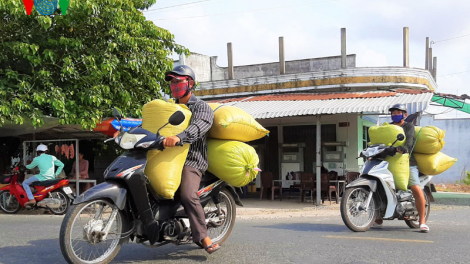 Cà Mau: Thu nhập khá từ nghề tải lúa trong mùa khô hạn