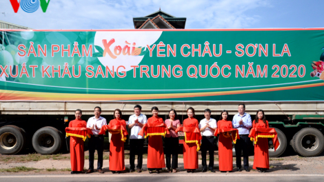 Vùng xoài Yên Châu  xuất khẩu 30 tấn đầu tiên sang Trung Quốc