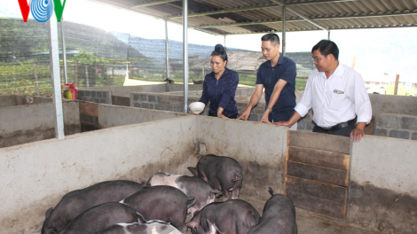 Người phụ nữ vùng cao làm kinh tế giỏi