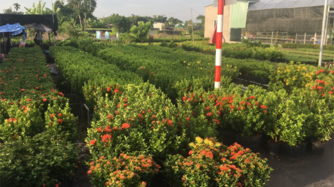 Dạo chơi làng hoa Sa Đéc
