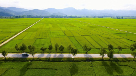 Người Thái giỏi làm ruộng nước