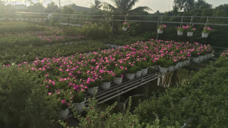 Dạo chơi làng hoa Sa Đéc