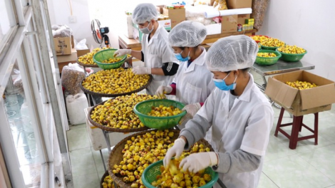 Phong trào phát triển trà hoa vàng ở Ba Chẽ