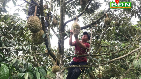 Nông dân Tây Nguyên tìm cách thích nghi trong dịch bệnh