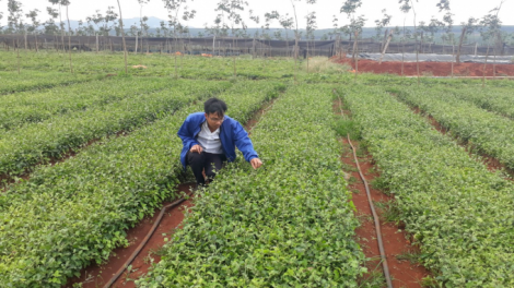 Gia Lai hướng tới phát triển và xây dựng vùng dược liệu