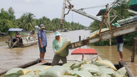 Huy động phương tiện, mở đường an toàn phòng dịch để tiêu thụ lúa gạo cho bà con