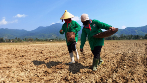 Phát triển nông nghiệp hữu cơ vùng đồng bào DTTS
