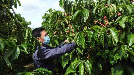 Thích ứng an toàn, cà phê Tây Nguyên tiếp tục nâng cao giá trị