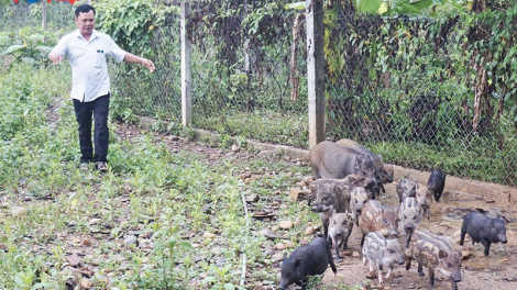 Đảng viên người Cơ Tu làm giàu từ nuôi heo rừng