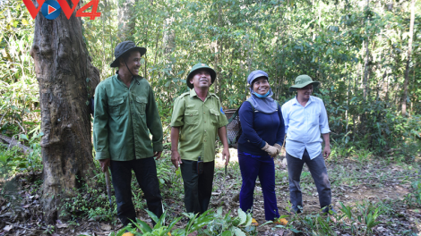 Người Ba Na giữ rừng