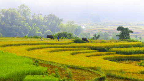 Người H’rê giỏi làm ruộng bậc thang