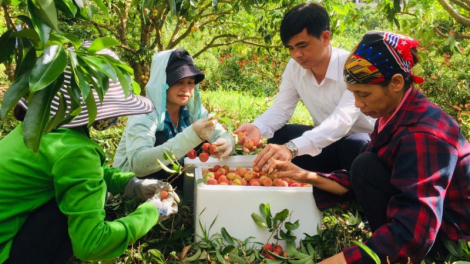 Đảm bảo tiêu thụ nông sản vùng cao trong mùa dịch Covid