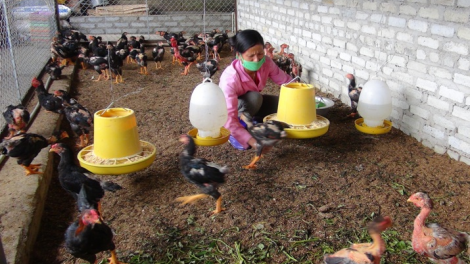 Hiệu quả nguồn quỹ hỗ trợ nông dân ở Bảo Thắng