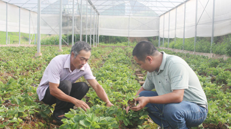 Nông sản vào mùa trước Tết