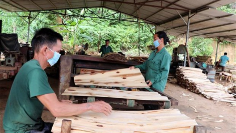 Tuyên Quang phát huy thế mạnh từ rừng