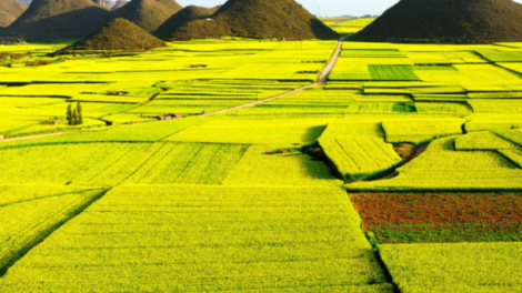 Kinh nghiệm làm lúa nước của người Thái ở Điện Biên